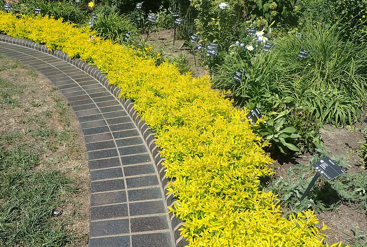 Duranta Gold Large