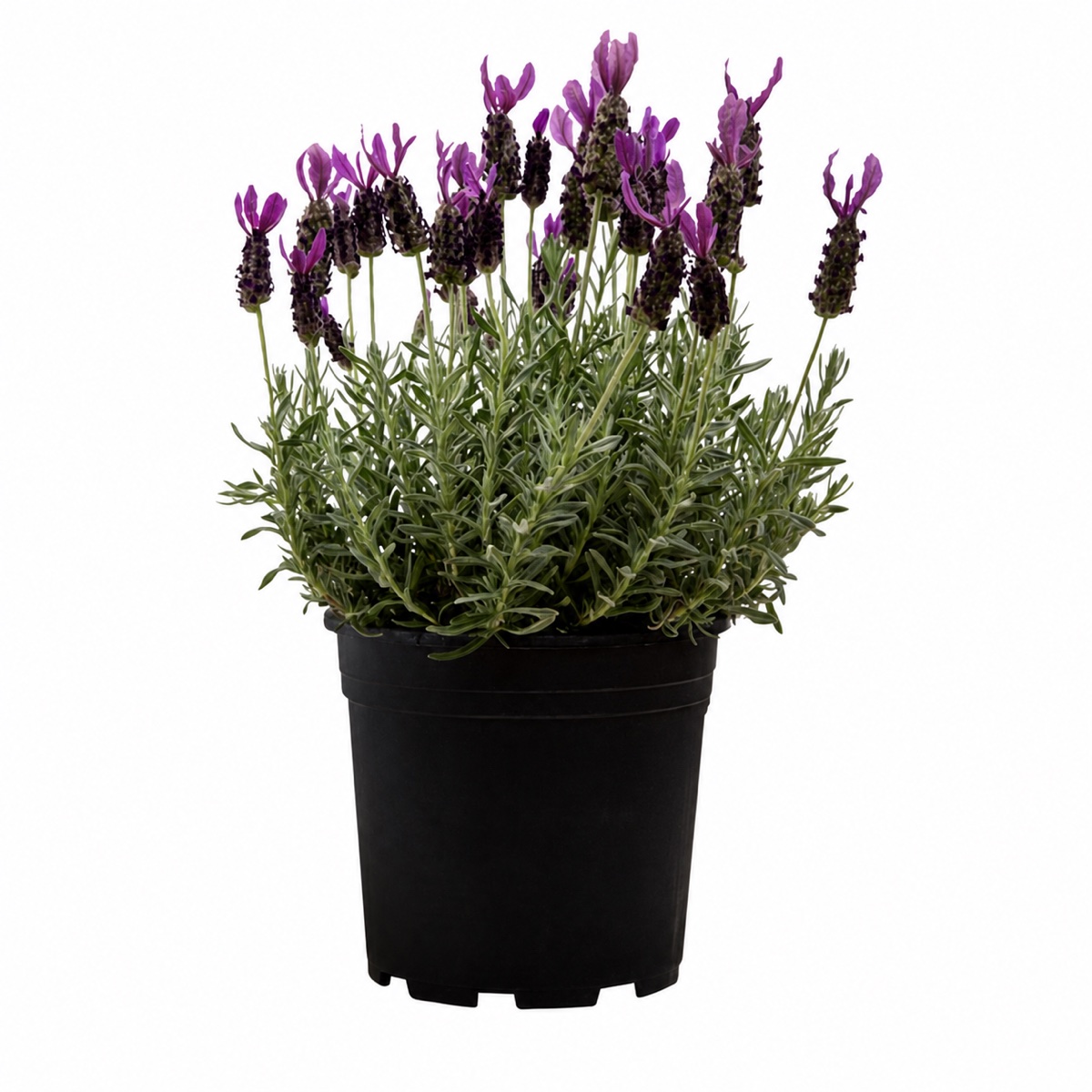 French Lavender – Purple