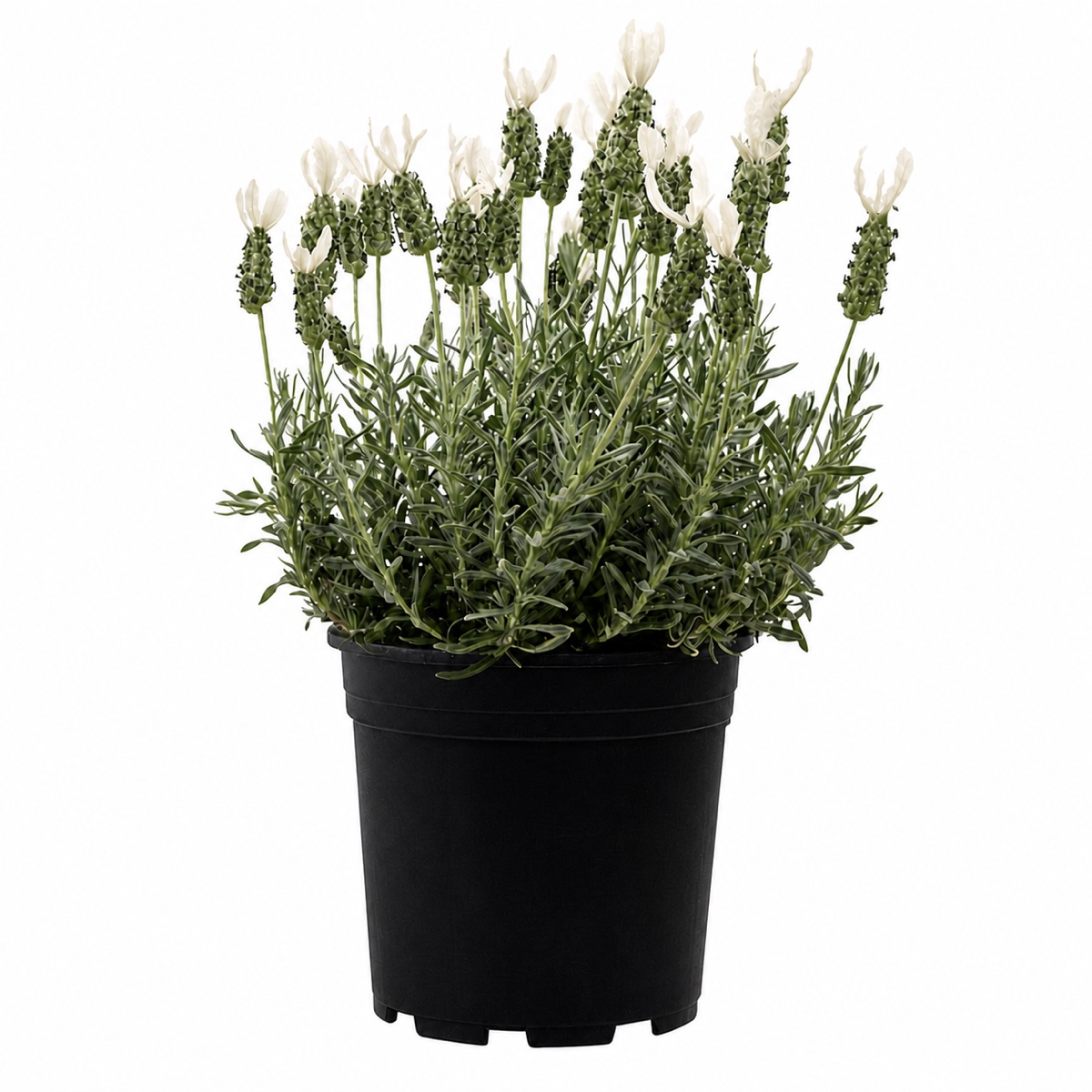 French Lavender – White