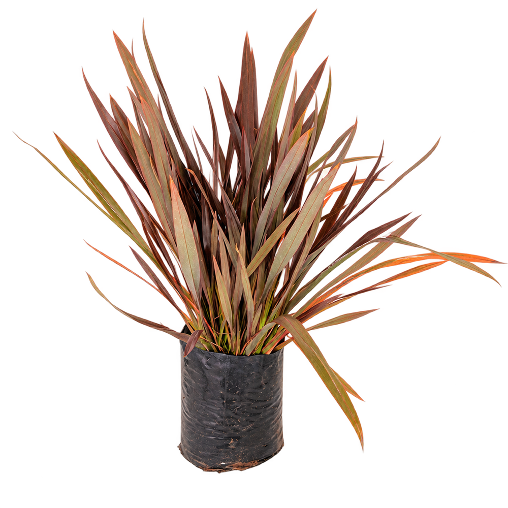 Phormium Fire Chief