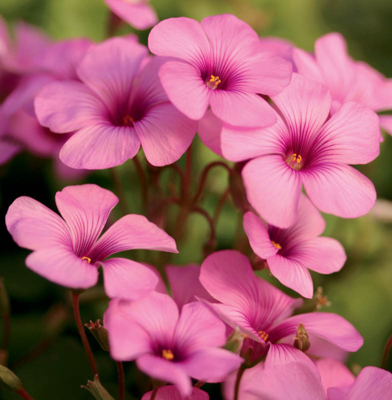 Pink Oxalis